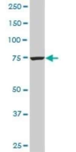 CPSF73 Antibody (6E6), Novus Biologicals 0.1 mg, Unconjugated:Antibodies,