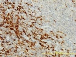 CPVL Antibody (2G5-1C1), Novus Biologicals 0.1 mg, Unconjugated:Antibodies,