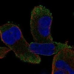 CPZ Rabbit anti-Human, Polyclonal, Novus Biologicals 100 &mu;g; Unconjugated:Antibodies,