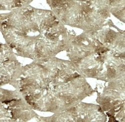 CRBN Antibody - BSA Free, Novus Biologicals 0.1 mg | Buy Online | Novus Biologicals | Fisher Scientific