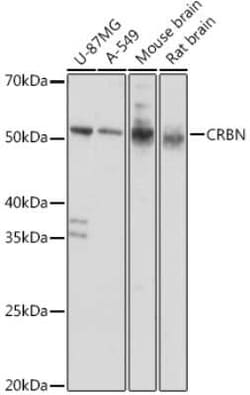 CRBN Antibody - Azide and BSA Free, Novus Biologicals:Antibodies:Primary