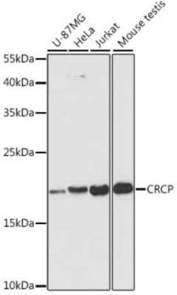 CRCP Antibody - Azide and BSA Free, Novus Biologicals:Antibodies:Primary