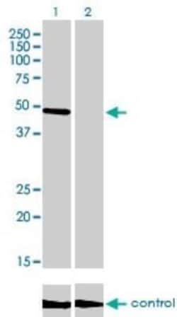 CREB3 Antibody (3H5), Novus Biologicals 0.1 mg | Buy Online | Novus Biologicals | Fisher Scientific