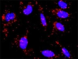 CREB3 Antibody, Novus Biologicals 0.1 mg | Buy Online | Novus Biologicals | Fisher Scientific