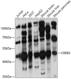 CREB3 Antibody - Azide and BSA Free, Novus Biologicals:Antibodies:Primary
