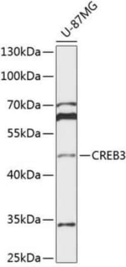 CREB3 Antibody - BSA Free, Novus Biologicals 0.1 mL, Unconjugated:Antibodies,
