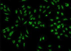 CREB3 regulatory factor Antibody, Novus Biologicals 50 &mu;g; Unconjugated:Antibodies,