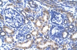 CREB3L2 Antibody, Novus Biologicals 100 &mu;L | Buy Online | Novus Biologicals | Fisher Scientific
