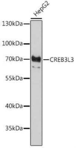 CREB3L3 Antibody - Azide and BSA Free, Novus Biologicals:Antibodies:Primary