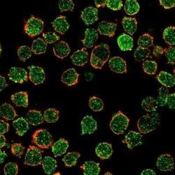 CREB5 Mouse anti-Human, Clone: PCRP-CREB5-1G8, Novus Biologicals:Antibodies:Primary