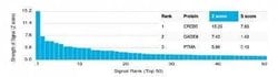 CREB5 Mouse anti-Human, Clone: PCRP-CREB5-1G8, Novus Biologicals:Antibodies:Primary