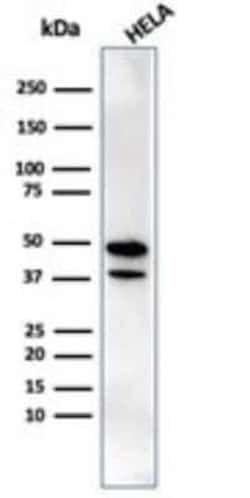 CREB5 Mouse anti-Human, Clone: PCRP-CREB5-1G8, Novus Biologicals:Antibodies:Primary