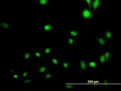 CREB5 Antibody, Novus Biologicals 0.05 mg | Buy Online | Novus Biologicals | Fisher Scientific