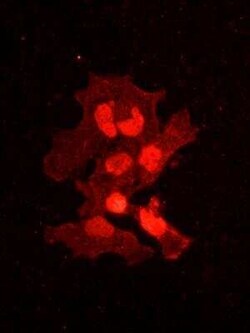 CREM Antibody (3B5), Novus Biologicals 0.1 mg | Buy Online | Novus Biologicals | Fisher Scientific
