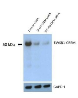 CREM Antibody (3B5), Novus Biologicals 0.1 mg | Buy Online | Novus Biologicals | Fisher Scientific