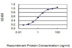 CREM Antibody (3B5), Novus Biologicals 0.1 mg | Buy Online | Novus Biologicals | Fisher Scientific