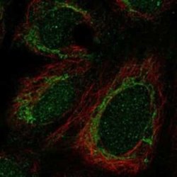 CRIF1 Rabbit anti-Human, Polyclonal, Novus Biologicals:Antibodies:Primary