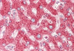 CRIP1 Rabbit anti-Human, Polyclonal, Novus Biologicals 0.1ml; Unconjugated:Antibodies,