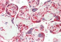 CRIP1 Rabbit anti-Human, Polyclonal, Novus Biologicals 0.1ml; Unconjugated:Antibodies,