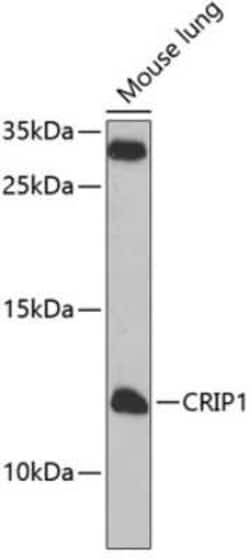 CRIP1 Antibody - BSA Free, Novus Biologicals:Antibodies:Primary Antibodies