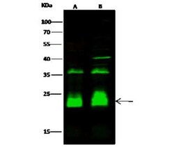 CRIP2 Antibody, Novus Biologicals:Antibodies:Primary Antibodies