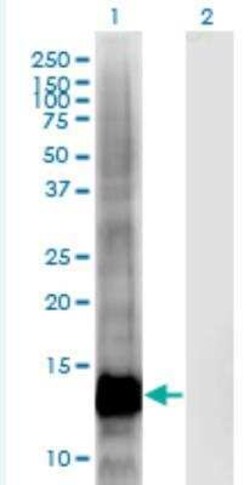 CRIPT Antibody (4D7), Novus Biologicals 100 &mu;g | Buy Online | Novus Biologicals | Fisher Scientific
