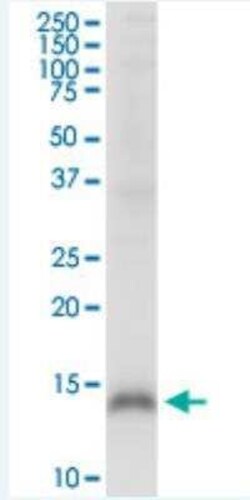 CRIPT Antibody (4D7), Novus Biologicals 100 &mu;g | Buy Online | Novus Biologicals | Fisher Scientific