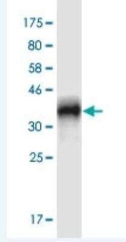 CRIPT Antibody (4D7), Novus Biologicals 100 &mu;g | Buy Online | Novus Biologicals | Fisher Scientific