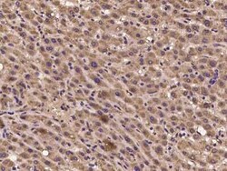 CRIPT Antibody, Novus Biologicals 50 &mu;g, Unconjugated:Antibodies, Polyclonal