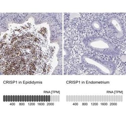 CRISP-1 Antibody, Novus Biologicals:Antibodies:Primary Antibodies