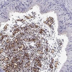 CRISP-1 Antibody, Novus Biologicals:Antibodies:Primary Antibodies