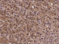 CRISPLD2 Antibody, Novus Biologicals 50 &mu;g | Buy Online | Novus Biologicals | Fisher Scientific