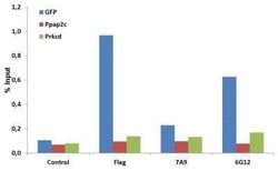CRISPR-Cas9 Antibody (6G12) - C-terminus - Azide and BSA Free, Novus Biologicals 0.1 mL | Buy Online | Novus Biologicals | Fisher Scientific
