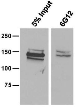 CRISPR-Cas9 Antibody (6G12) - C-terminus - Azide and BSA Free, Novus Biologicals 0.1 mL | Buy Online | Novus Biologicals | Fisher Scientific