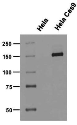 CRISPR-Cas9 Antibody (6G12) - C-terminus - Azide and BSA Free, Novus Biologicals 0.1 mL | Buy Online | Novus Biologicals | Fisher Scientific