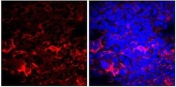 CRISPR-Cas9 Antibody (7A9-3A3) - N-Terminus - Azide and BSA Free, Novus