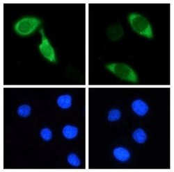 CRISPR-Cas9 Antibody (7A9-3A3) - N-Terminus - Azide and BSA Free, Novus