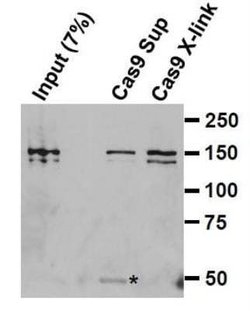 CRISPR-Cas9 Antibody (7A9-3A3) - N-Terminus - Azide and BSA Free, Novus