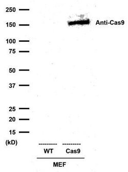 CRISPR-Cas9 Antibody (7A9-3A3) - N-Terminus - Azide and BSA Free, Novus