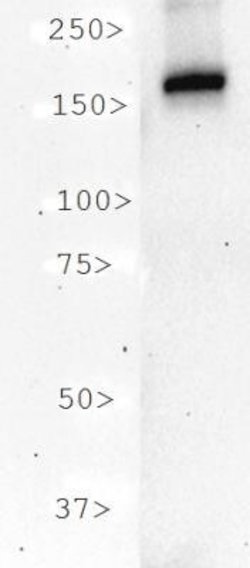CRISPR-Cas9 Antibody (7A9-3A3) - N-Terminus - Azide and BSA Free, Novus