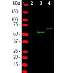 CRISPR-Cas9 Antibody, Novus Biologicals:Antibodies:Primary Antibodies