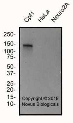 CRISPR-Cpf1 Antibody (2D5-6G11) - BSA Free, Novus Biologicals 0.1 mg, Unconjugated:Antibodies,