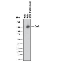 CRISPR-Cas9 Antibody, R D Systems 100 ug; Unconjugated:Antibodies, Monoclonal