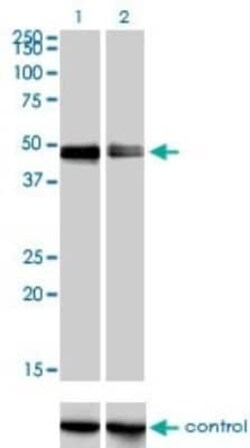 CRLF1 Antibody (4F4), Novus Biologicals 0.1 mg | Buy Online | Novus Biologicals | Fisher Scientific