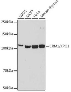 CRM1 Rabbit anti-Human, Mouse, Rat, Clone: 1J0L10, Novus Biologicals:Antibodies:Primary