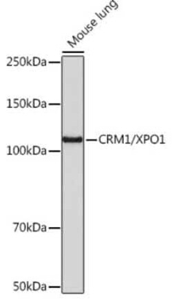 CRM1 Rabbit anti-Human, Mouse, Rat, Clone: 1J0L10, Novus Biologicals:Antibodies:Primary