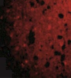 CRMP1 Antibody - BSA Free, Novus Biologicals 0.1 mg | Buy Online | Novus Biologicals | Fisher Scientific