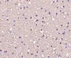 CRMP1 Antibody - BSA Free, Novus Biologicals 0.1 mg | Buy Online | Novus Biologicals | Fisher Scientific