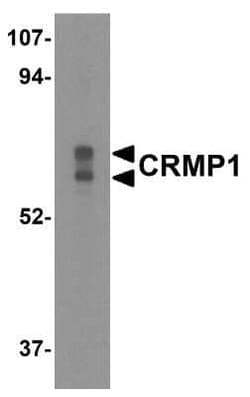 CRMP1 Antibody - BSA Free, Novus Biologicals 0.1 mg | Buy Online | Novus Biologicals | Fisher Scientific