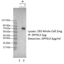 CRMP4 Antibody, Novus Biologicals 100 &mu;L; Unconjugated:Antibodies, Polyclonal